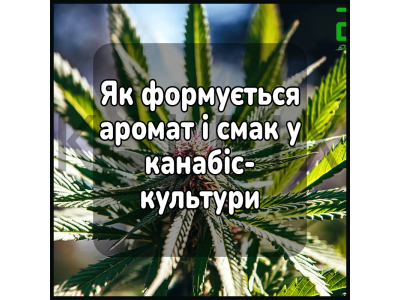 Як формується аромат і смак у канабіс-культурі