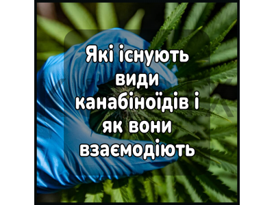 Які існують види канабіноїдів і як вони взаємодіють