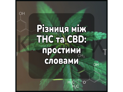 Різниця між THC та CBD: простими словами