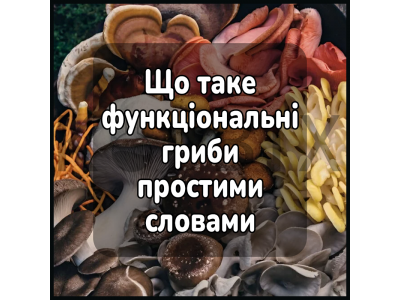 Что такое функциональные грибы простыми словами