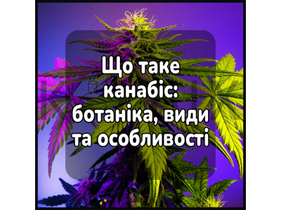 Що таке канабіс: ботаніка, види та особливості